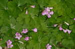 Purple woodsorrel